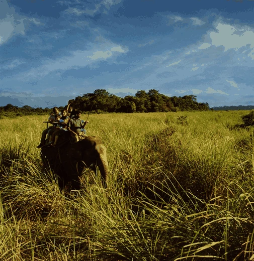 Jim Corbett Elephant Joy Ride Tour from Delhi with 1 Night Stay